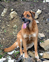 The Big Dog