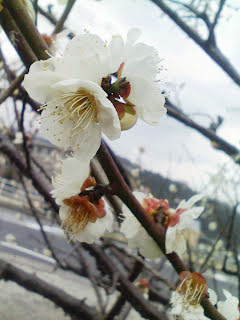 梅の花