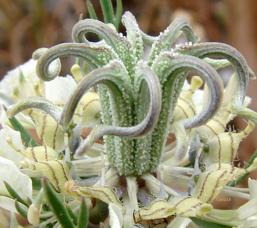 Wild Fennel