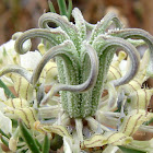 Wild Fennel