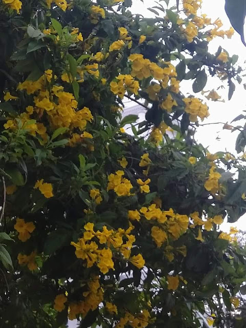 Tecoma stans (L.)Juss ex Kunth Family: Bignoniaceae Trivandrum Kerala India