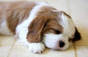 Cute-puppy-photos-192