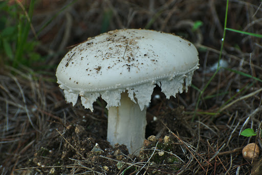 Amanita