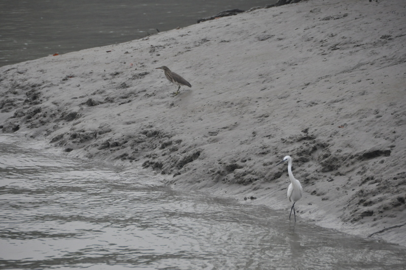 Sundarbans y Bangalore (5-7 de diciembre de 2010) - Infierno Y Paraíso, India Y Maldivas (2010) (3)