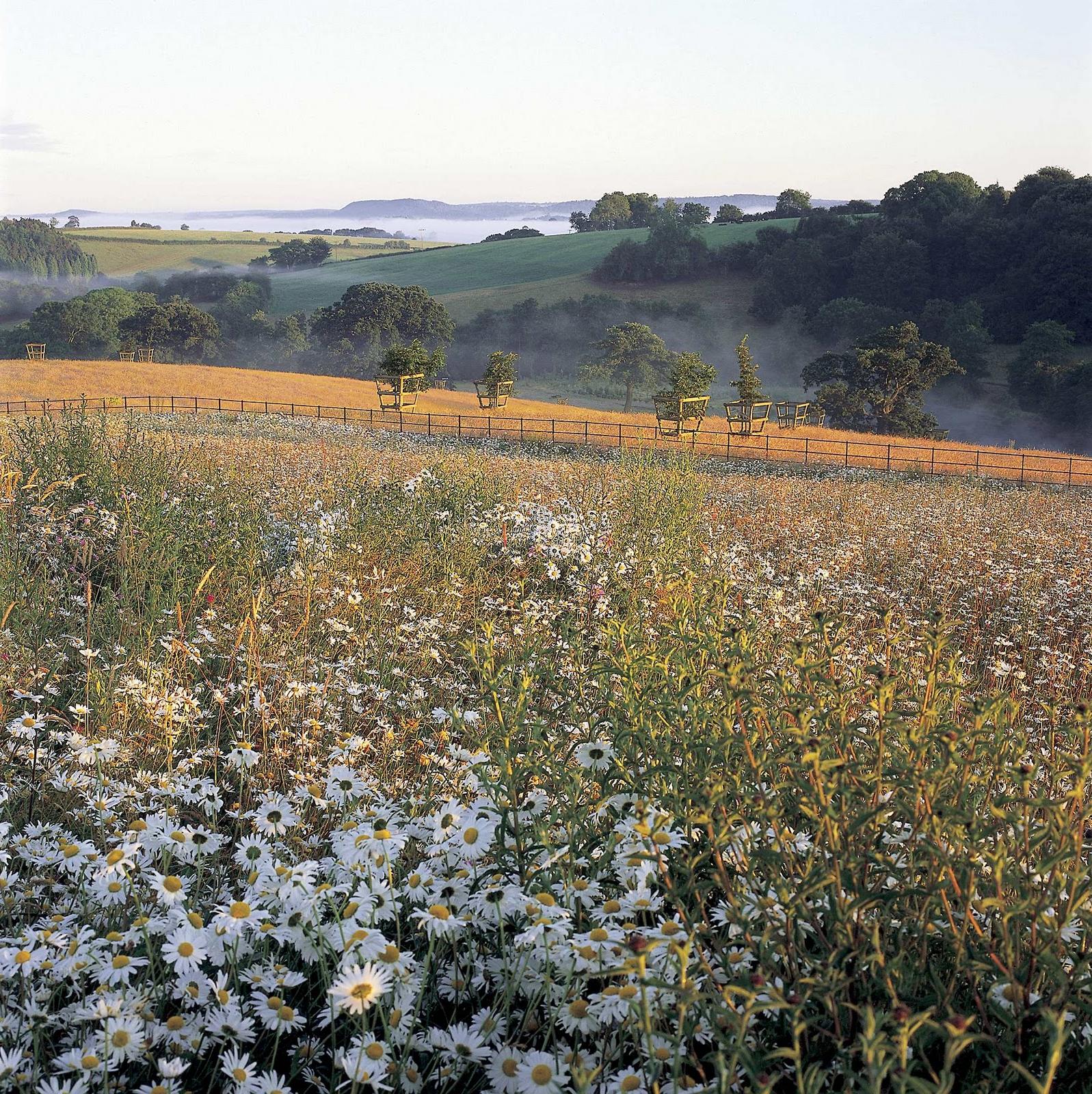 Restoring a wild flower meadow