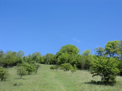 CIMG8133 Oxted Downs