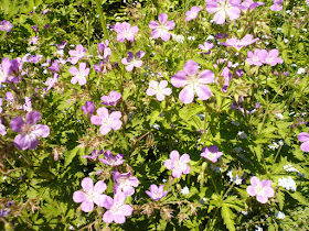 Géranium des alpes, Geranium sylvaticum, famille: Géraniacées. geranium des alpes Geranium sylvaticum 2.JPG