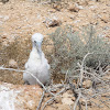 Brown Booby