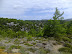 Pine, wild herbs and scrub