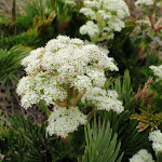 Flowers beside the old road (96508)