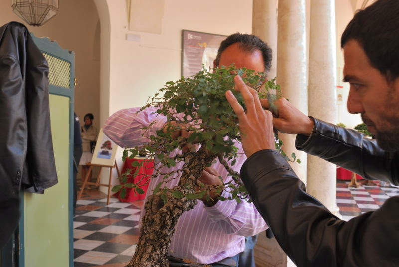 XXV Exposición de Primavera de la Asociación Cordobesa de Bonsái. 135+Demostraci%25C3%25B3n+de+Juan+Antonio+P%25C3%25A9rez%252C+Carthago%252C+sobre+un+quejigo%252C+propiedad+de+Rafael+Escribano+20130518+152+DSC_0227