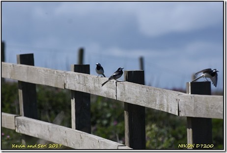 Bempton Cliffs - April