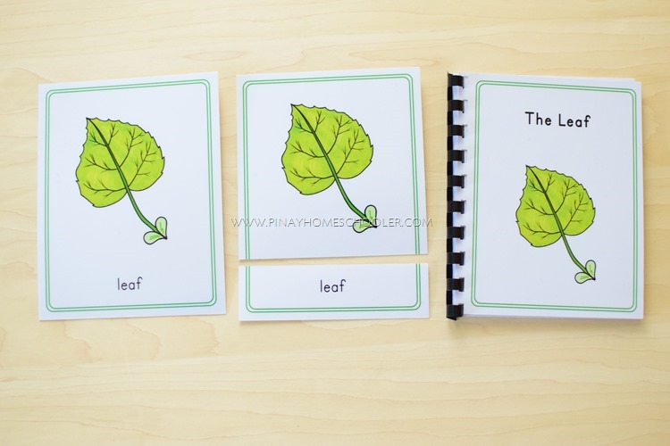 Parts of a Leaf 3 Part Cards