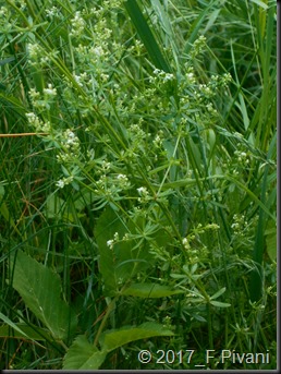 Galium sp.