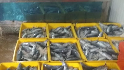 Meningkat Setiap Minggu, Permintaan ikan ke Pijay