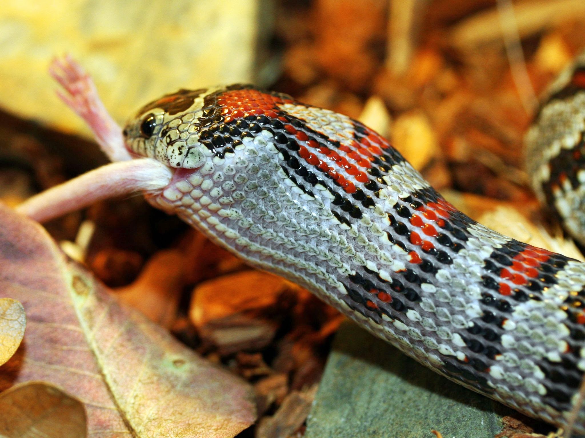 Гондурасская молочная змея. Чем питается молочная змея. Почему змею назвали змеей