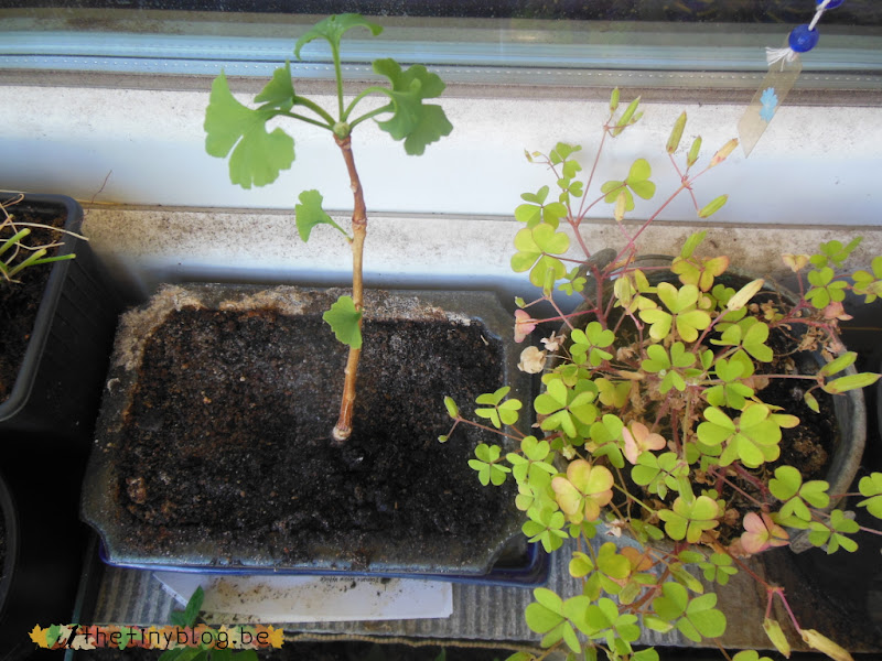 My balcony urban vegetable garden June 2015 in Brussels