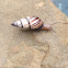 Lined Tree Snail