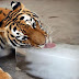 Tiger Spotted Licking Ice Block Due To Unbearable Heat In A Zoo (Photos)