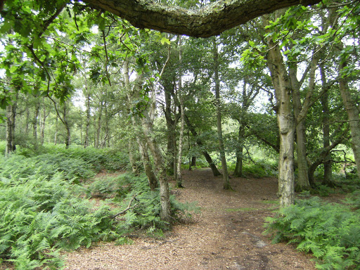 DSCF8459 Hesworth Common