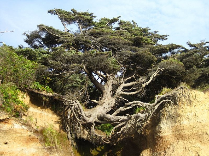 kalaloch-tree-of-life-3