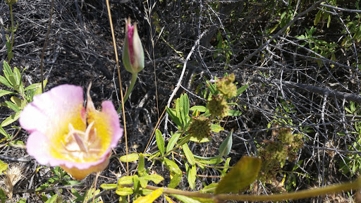 National Park «Cheseboro and Palo Comado Canyon», reviews and photos, 5792 Chesebro Rd, Agoura Hills, CA 91301, USA