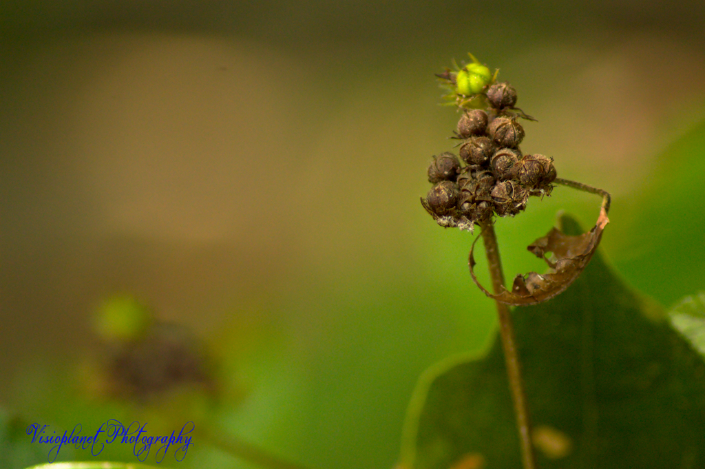 Peculiar by Sudipto Sarkar on Visioplanet