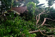 Hujan Deras Disertai Angin Kencang Menumbangkan Pohon dan Menimpa Rumah Warga