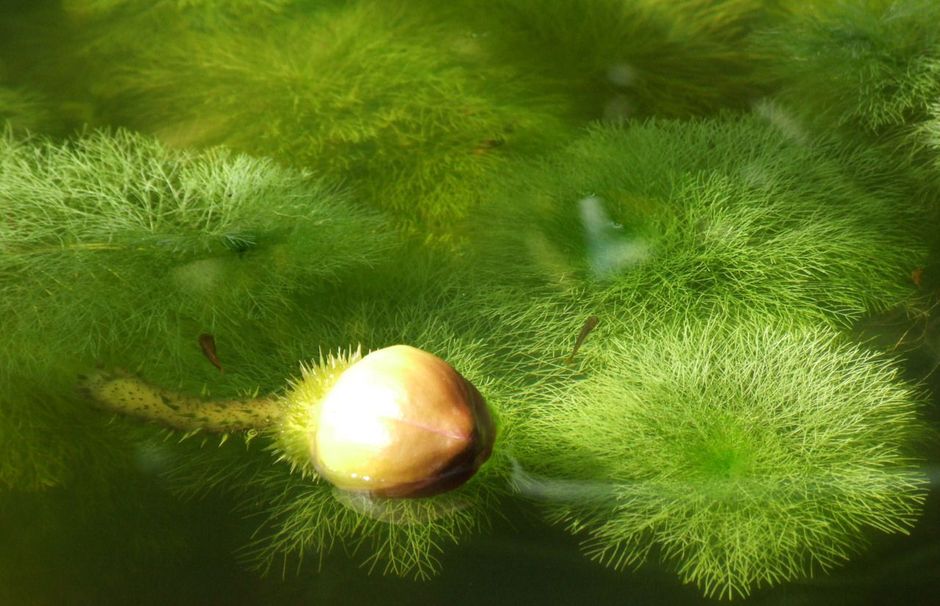 Лимнофила водная (Амбулия водная, Лимнофила королевская) (Limnophila aquatica)