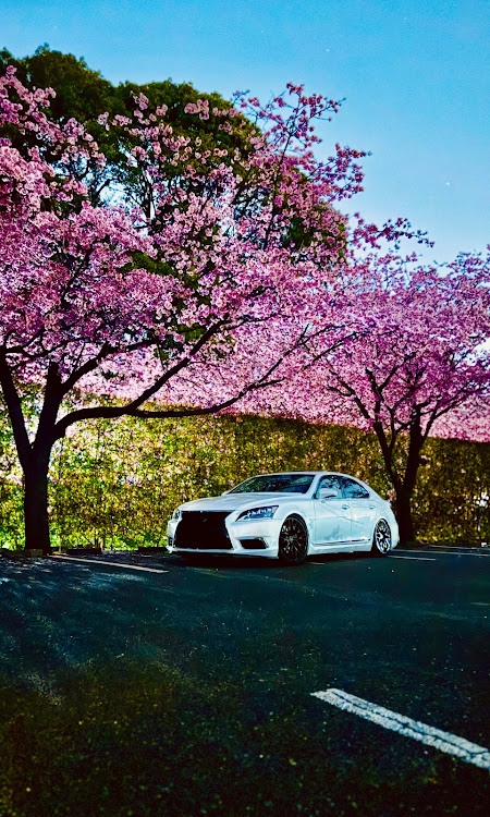 LSのサクラと愛車・桜・満開・夜桜・ドライブに関するカスタム事例の投稿画像1枚目
