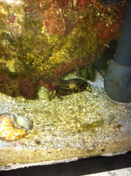 Actaeodes tomentosus (Mud Crab) 2011_%2525207_14_%2525209_14