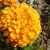 Marigold