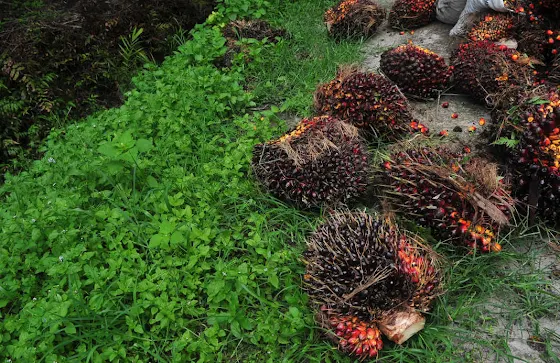 Cara Menghitung Premi Pemanen Berdasarkan Komidel Panen