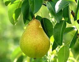 pears