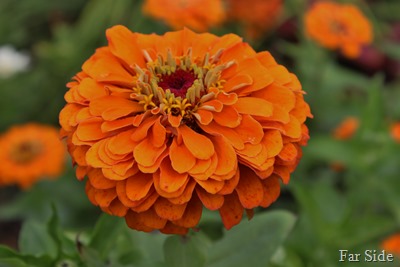 Orange zinnia