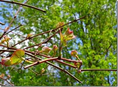 Spring in Ohio