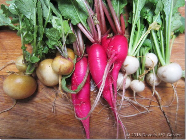 radishes