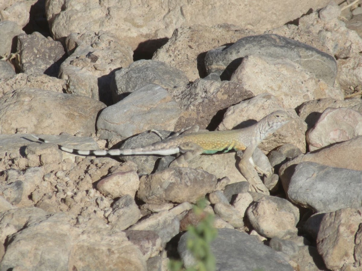 Zebra-tailed Lizard