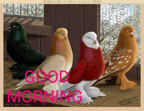 Good Morning Pictures 2023 Good Morning Pictures