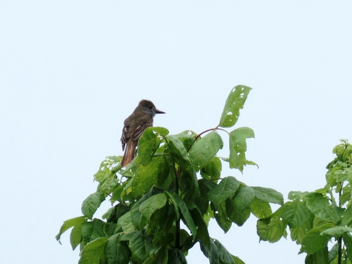 Great Crested Flycatcher