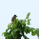 Great Crested Flycatcher