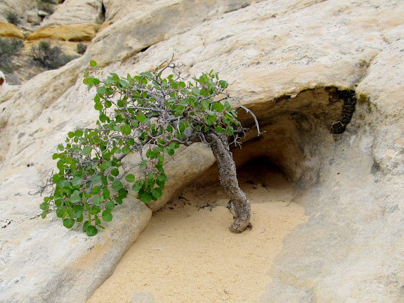 Shrub growing in a small pocket of sand