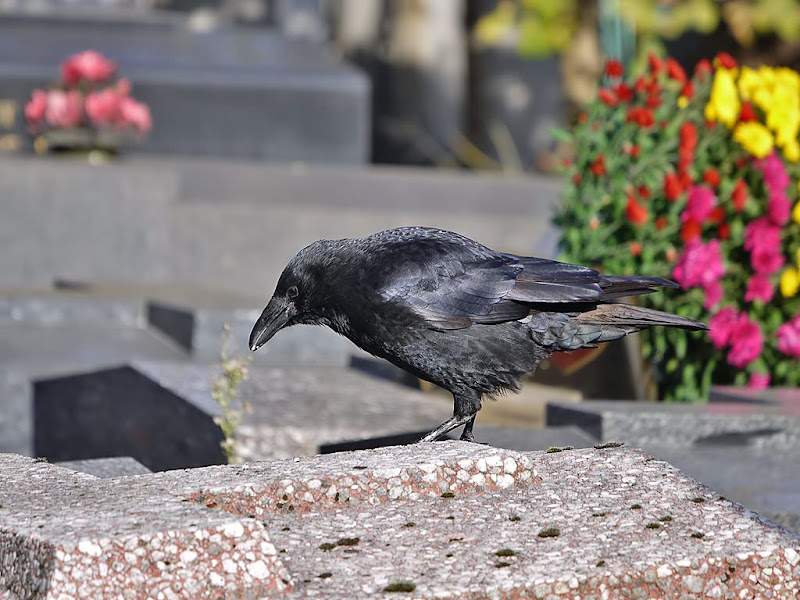 Les corneilles du Père Lachaise G1380715