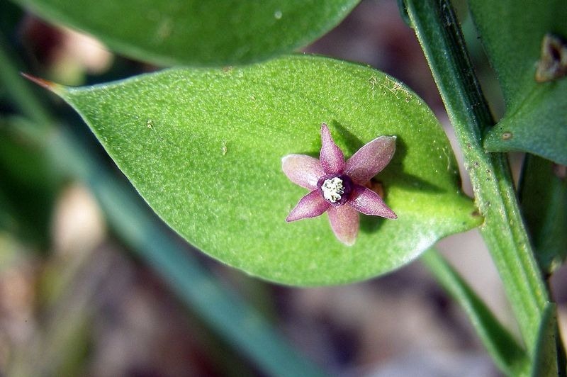 ruscus-aculeatus-4