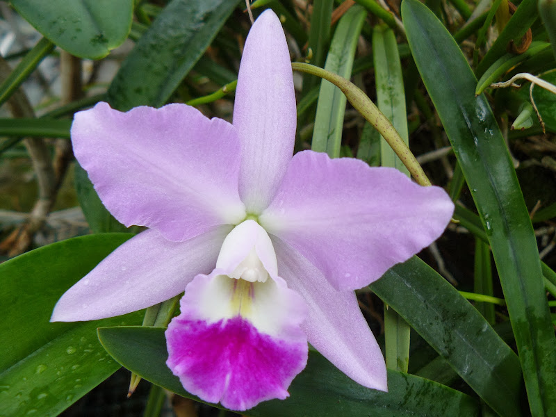 Cattleya Sierra Skies Leone x Cattleya Little Irene P1040047