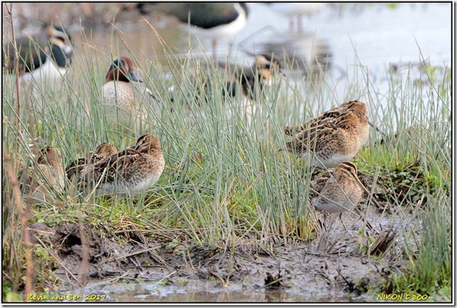 Slimbridge WWT - December