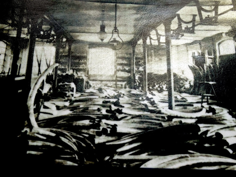 Заметки о животных. Путешествие по Кении и Танзании.