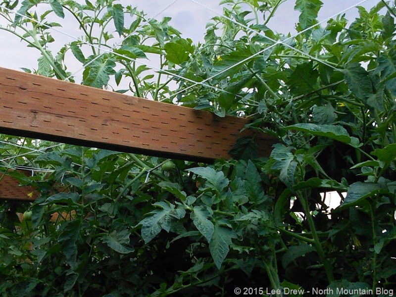 Straw Bale Garden Hanging Fruit