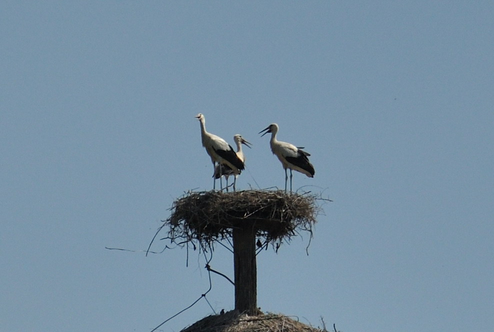 Stork