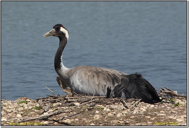 Slimbridge WWT - May